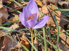 Crocus speciosus