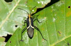 Hypselonotus linea