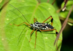 Stenoscelidea cibriana