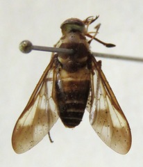 Dichelacera