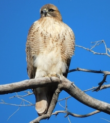 Buteo jamaicensis