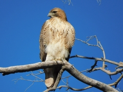 Buteo jamaicensis