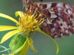 Boloria chariclea