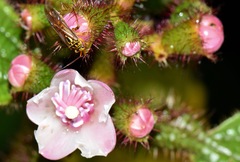 Iridopeplus pellucidipennis