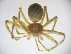 Philodromus longipalpis