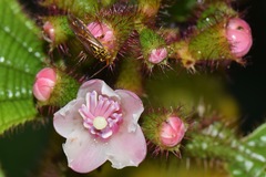 Iridopeplus pellucidipennis