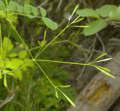 Osmorhiza depauperata