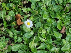 Bellis perennis
