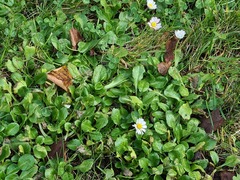 Bellis perennis