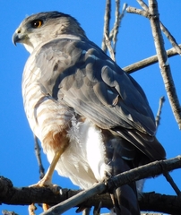 Accipiter cooperii