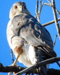 Accipiter cooperii
