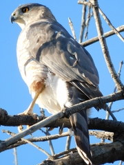 Accipiter cooperii