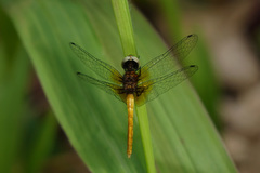 Nannophya pygmaea