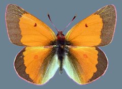 Colias meadii meadii