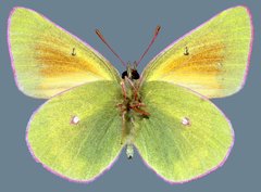 Colias meadii meadii
