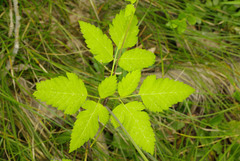 Osmorhiza depauperata