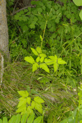 Osmorhiza depauperata