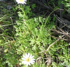 Argyranthemum haouarytheum image