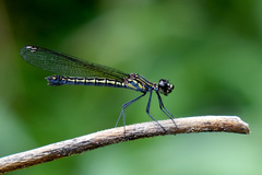 Libellago xanthocyana