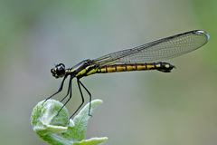 Libellago celebensis