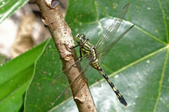 Orthetrum serapia