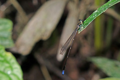 Protosticta coomansi