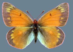 Colias meadii meadii
