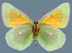 Colias meadii meadii