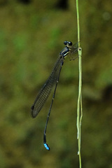 Platystictidae