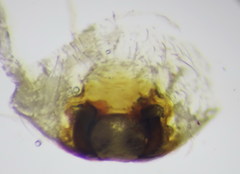 Philodromus longipalpis