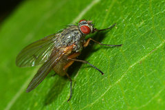 Helina abdominalis