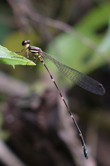 Platystictidae