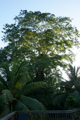 Enterolobium