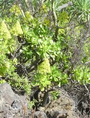 Aeonium arboreum