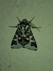 Dargida albomarginata