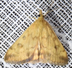 Pyrausta subsequalis