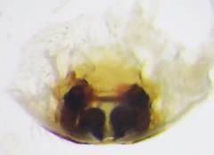 Philodromus longipalpis