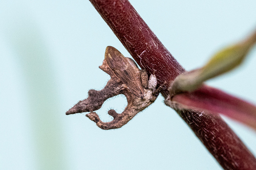 Cladonota biclavata image