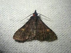 Naarda alternata