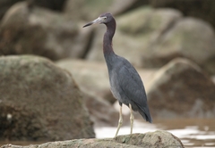 Egretta caerulea