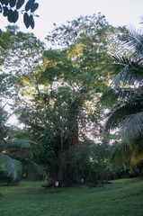 Enterolobium