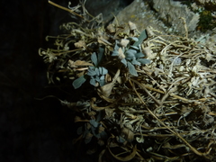 Schivereckia podolica