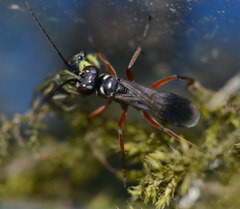 Agenioideus cinctellus