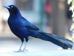 Quiscalus mexicanus