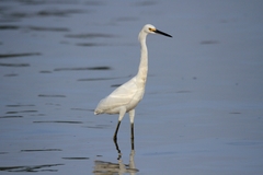 Egretta thula