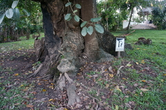 Enterolobium