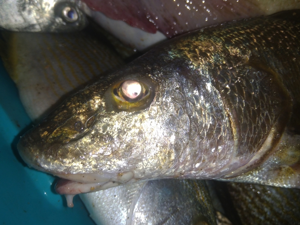 slender kingfish