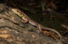 Lacerta diplochondrodes cariensis