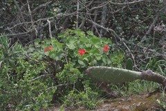 Pelargonium inquinans
