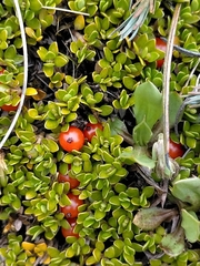 Coprosma perpusilla